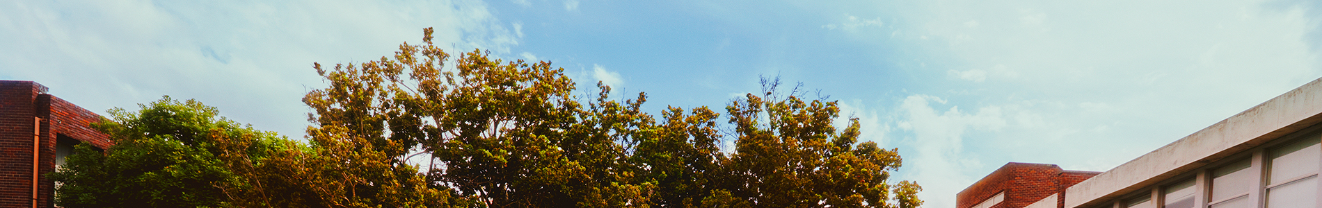 plpBackgroundgImg